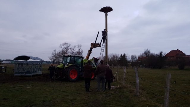 2018 Storchennest(auf)bau in Ausbuettel und Ribbesbuettel 020